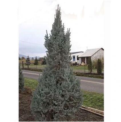 Blue Totem Columnar Spruce 4'