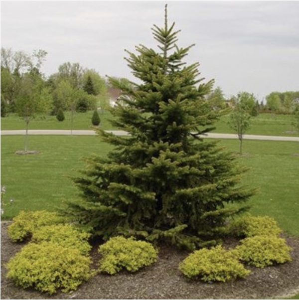 Colorado Green Spruce 6'