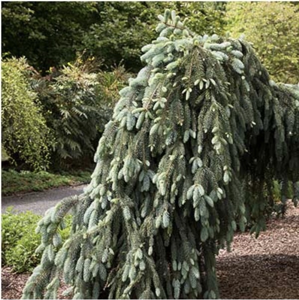 Glauca Blues Spruce 30"