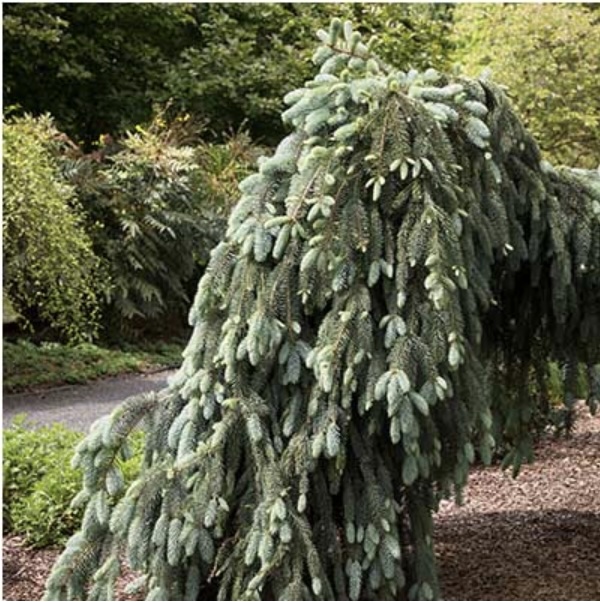 Glauca Blues Spruce 5'