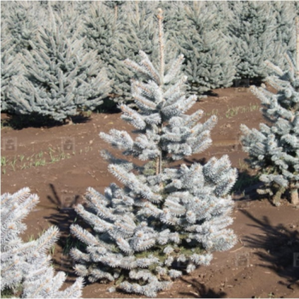 Hoopsi Spruce 6'