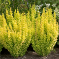 BARBERRY, SUNJOY GOLD PILLAR 2 G