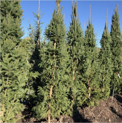 Wellspire Spruce 10'