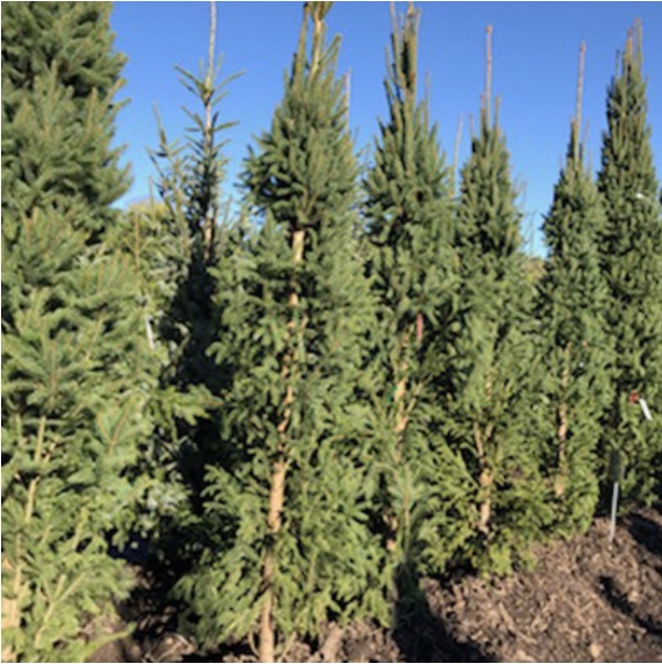 Wellspire Spruce 6'