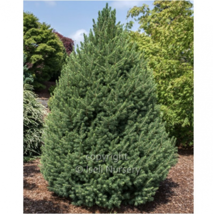 Big Berta Spruce 10G