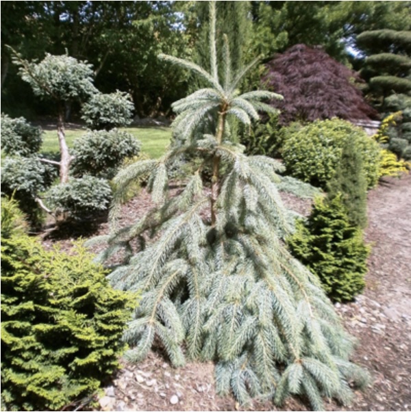 Bush's Lace Spruce 5G