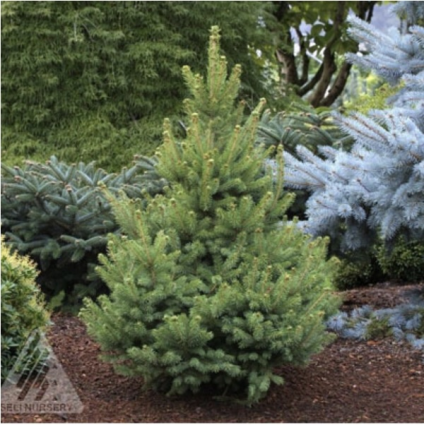 North Star Spruce 3-5G