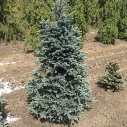 Purple Cone Spruce 24"