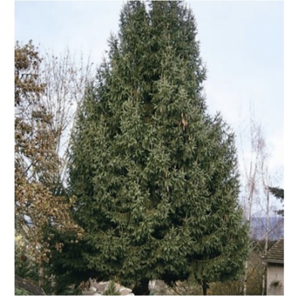 Norway Spruce 10'