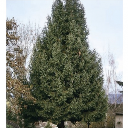 Norway Spruce 6'