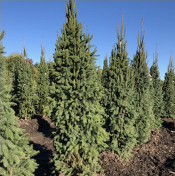 Columnar Norway Spruce 7'