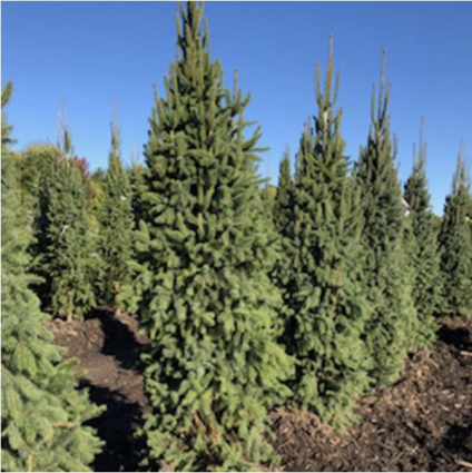 Columnar Norway Spruce 6'