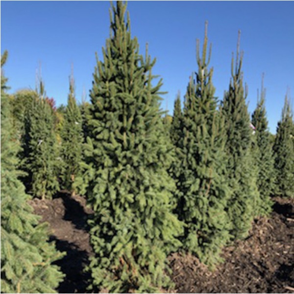 Columnar Norway Spruce 5'