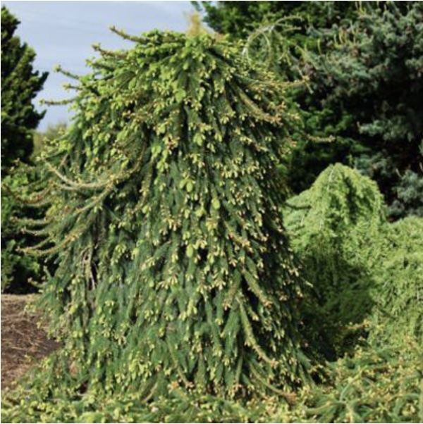 Weeping Norway Spruce 4'