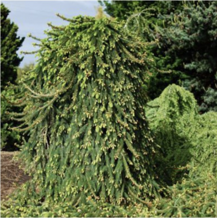 Weeping Norway Spruce 4'