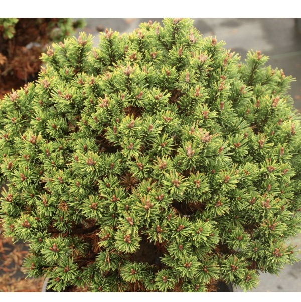 Suncrest Pyramid Norway Spruce 4'