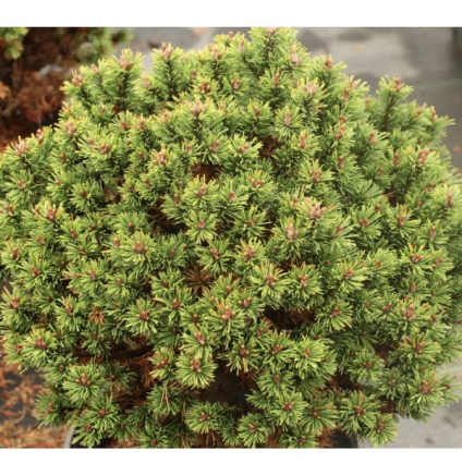 Suncrest Pyramid Norway Spruce 4'