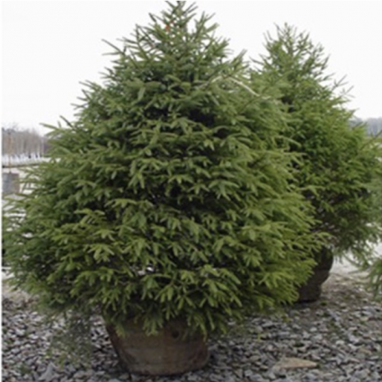 Serbian Spruce 6'