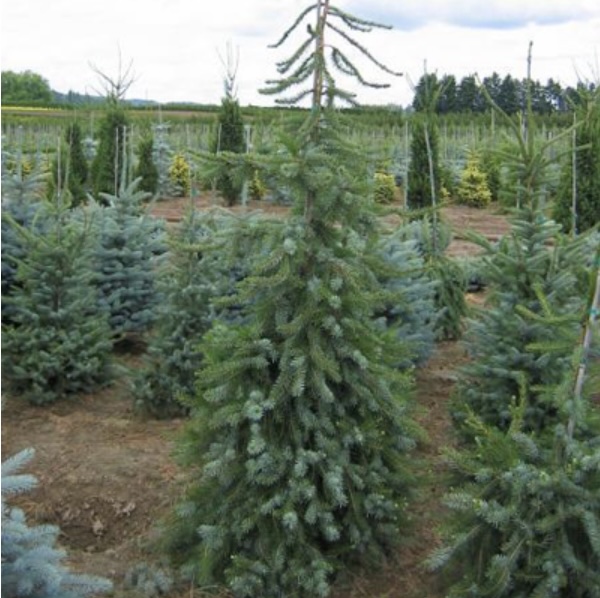 Berliner's Serbian Weeping Spruce 4'