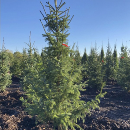 Riverside Serbian Spruce 7'