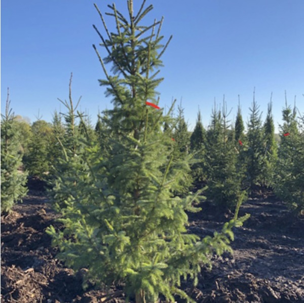 Riverside Serbian Spruce 5'