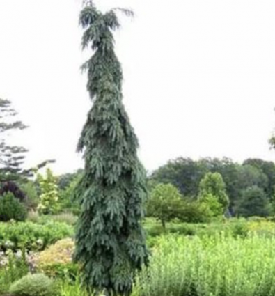 Bruns Serbian Weeping Spruce 5G