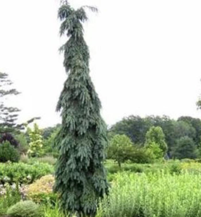 Bruns Serbian Weeping Spruce 3'