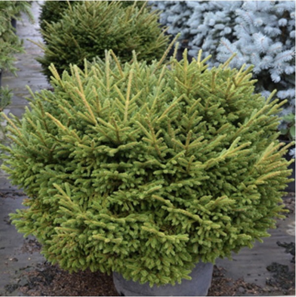 Bergmans's Gem Spruce 18" Standard