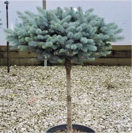 Dwarf Globe Blue Spruce Standard 5G