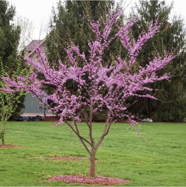 Avondale Redbud 7G