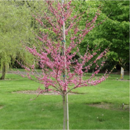 Appalachia Red Redbud 15G