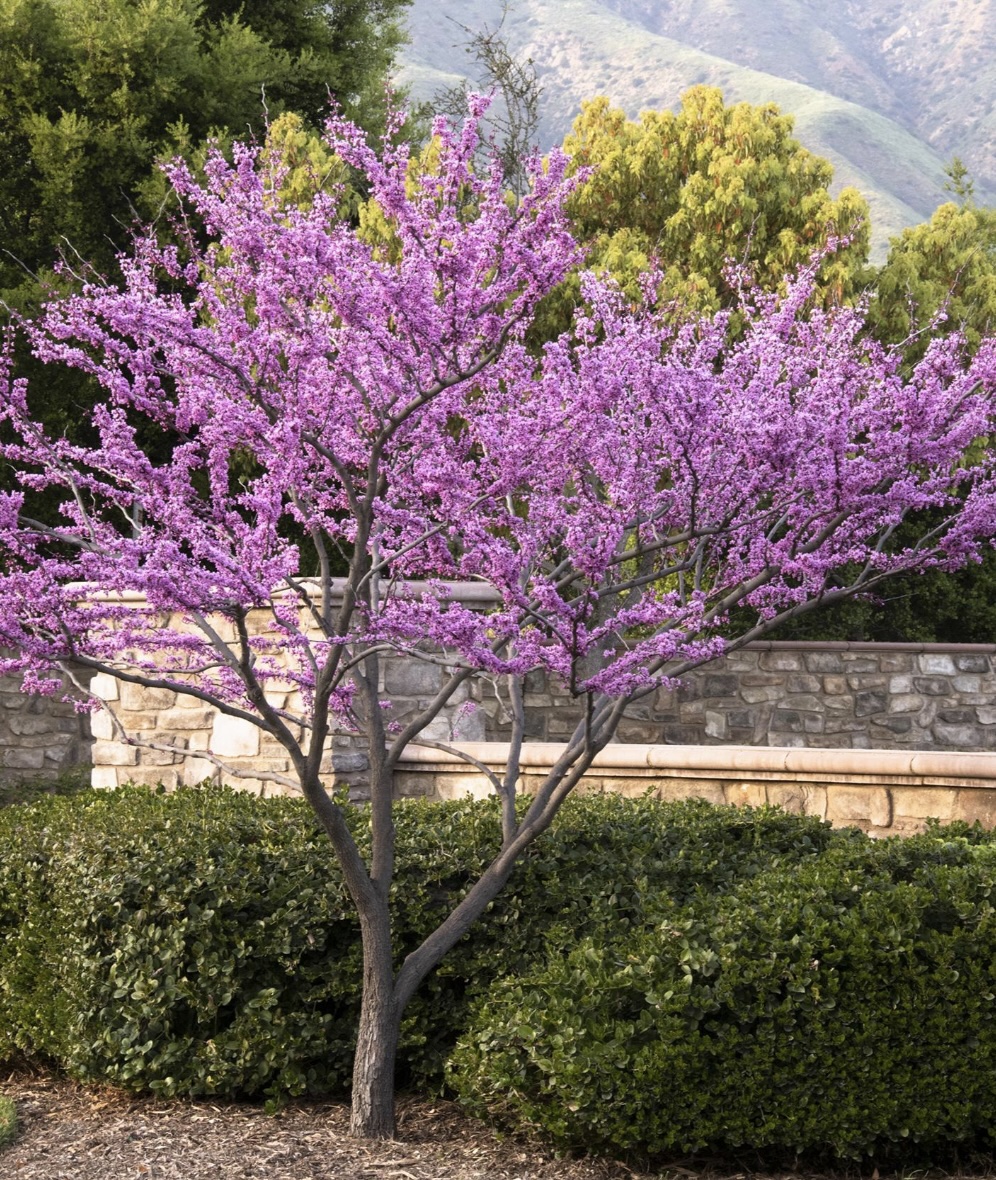 Forest Pansy Redbud 20G
