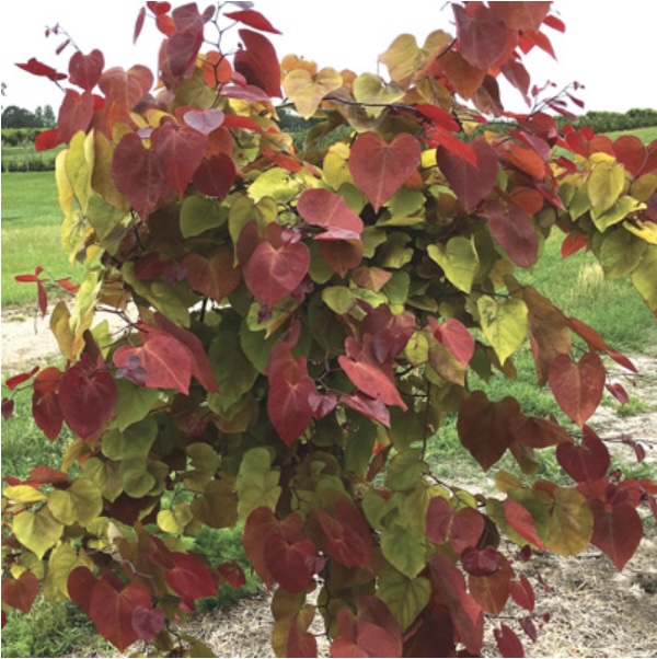 Flame Thrower Redbud 7G