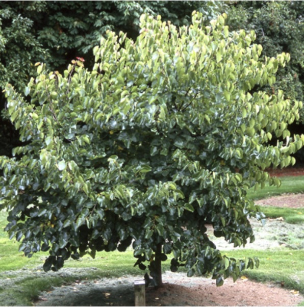 Oklahoma Redbud 15G