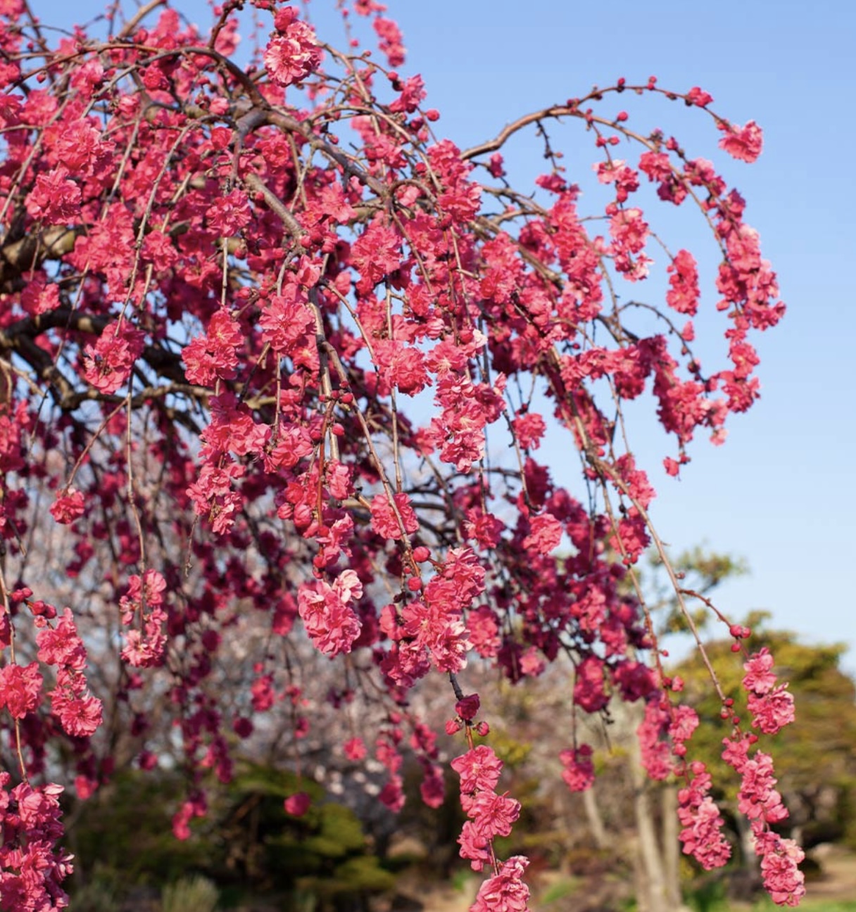 Crimson Cascade Weeping Peach Tree 10G