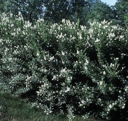 Cheyenne Privet 5G