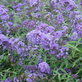 BUTTERFLY BUSH, NANHO BLUE 2G