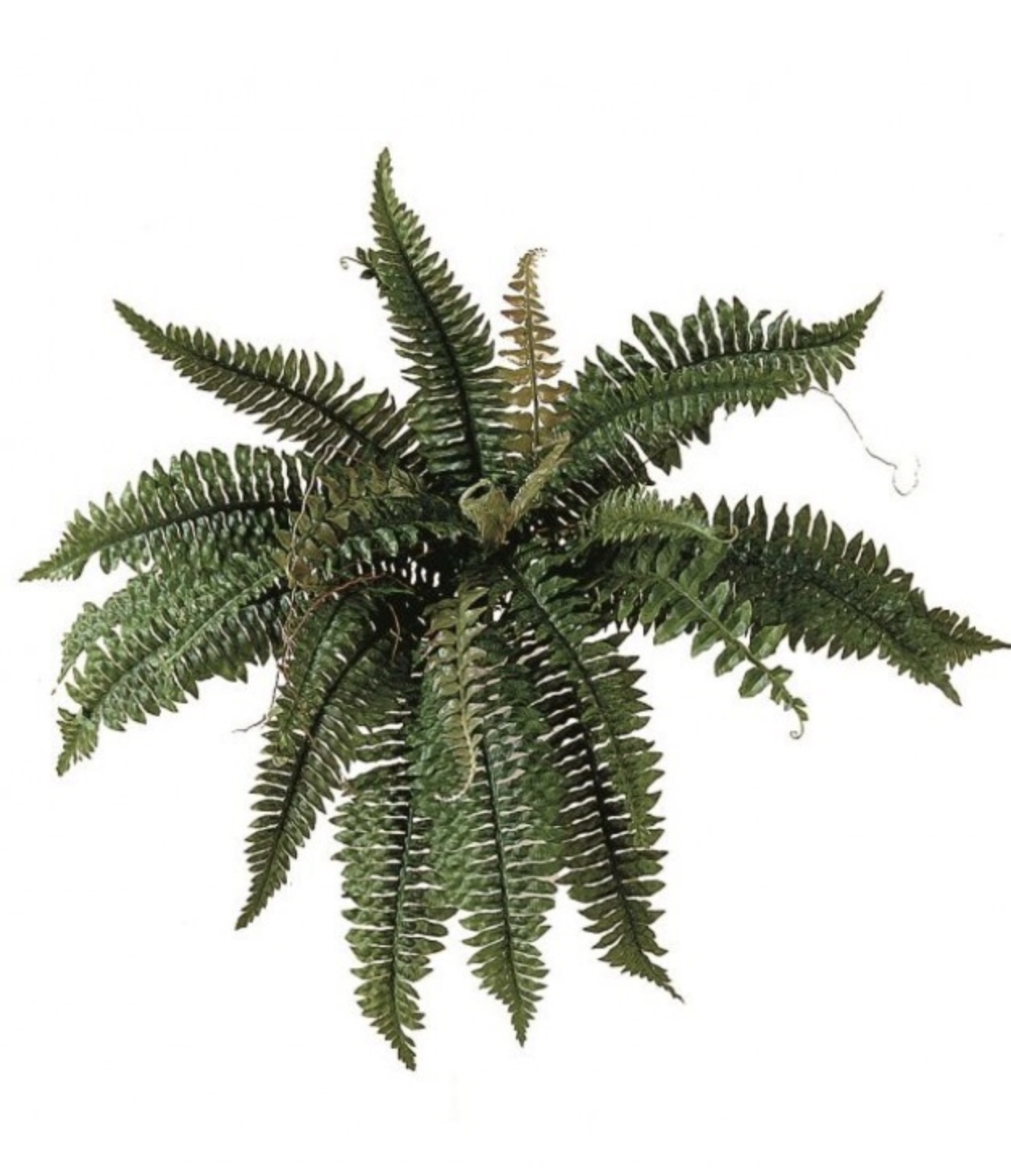 Boston Fern Spray 24"