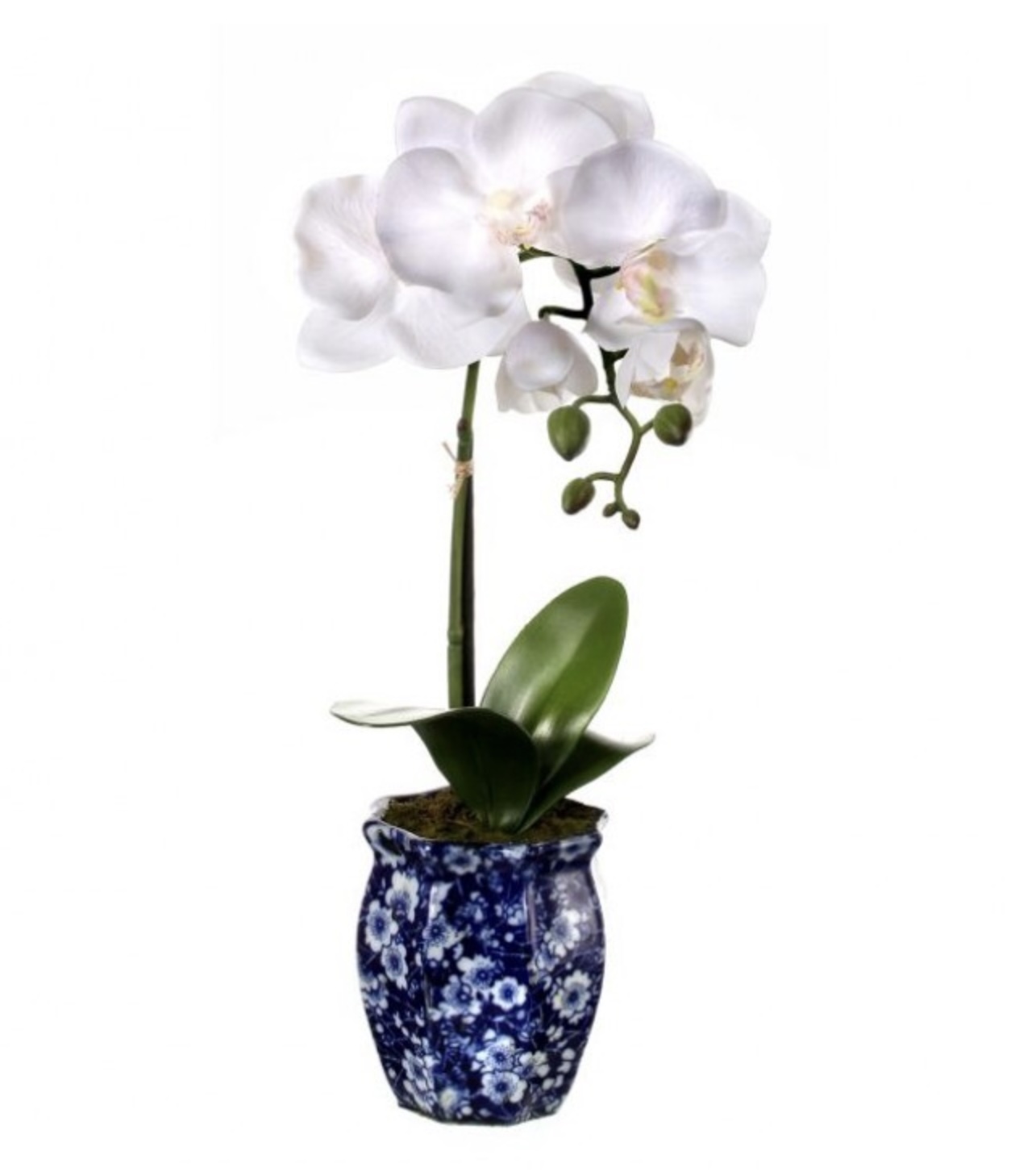 Orchid in Ming Pot 16"