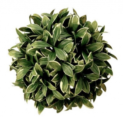 Variegated Boxwood Ball 8"