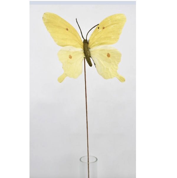 Yellow Butterfly Spray