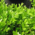 BOXWOOD, GREEN BORDERS 3-5 GAL