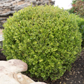 Golden Dream Boxwood 3-5G