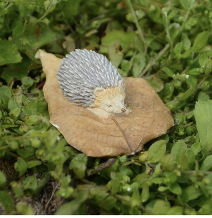 Hedgehog Sleeping on a Leaf 