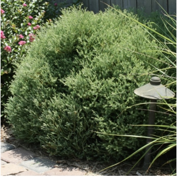 Mr. Bowling Ball Arborvitae 10G