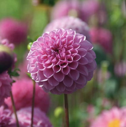 Jan Van Schaffelaar Dahlia Bulb (1 Bulb)