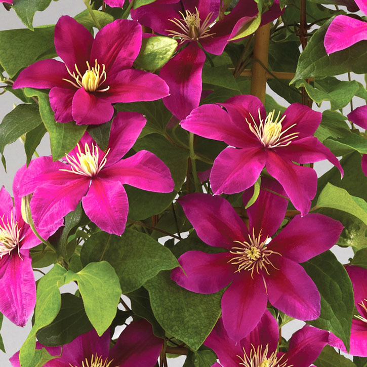 Acropolis Boulevard Clematis