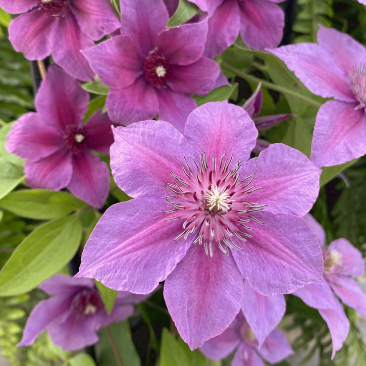 Adams Courage Clematis