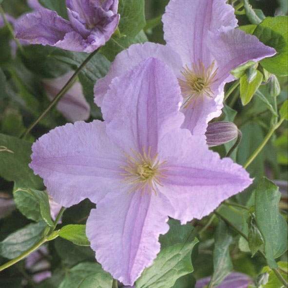 Blue Angel Clematis