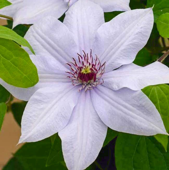 Bernadine Clematis